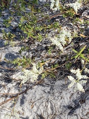 Polygonella polygama