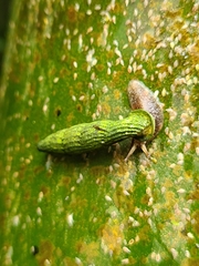 Nenia tridens