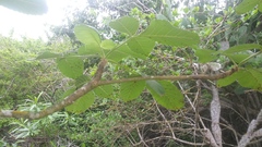Bursera heteresthes