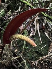 Anthurium