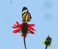 Hypothyris ninonia