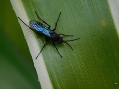 Tachypompilus analis