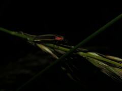 Photinus pyralis