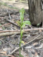 Pterostylis melagramma