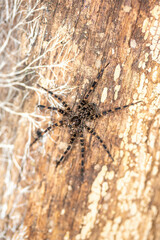 Lycosoidea