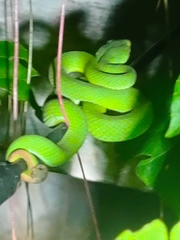 Trimeresurus macrops