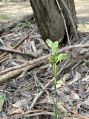 Pterostylis melagramma