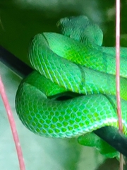 Trimeresurus macrops
