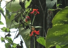 Hypothyris ninonia