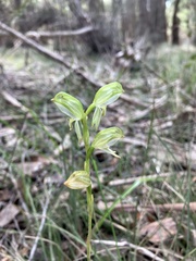 Pterostylis melagramma