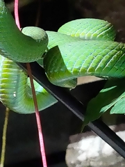 Trimeresurus macrops