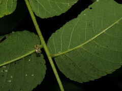 Corythucha juglandis