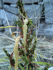 Amaranthus cannabinus