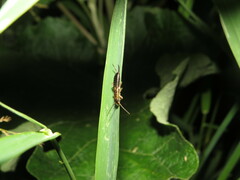 Forficula auricularia