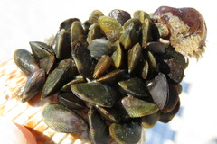 Brachidontes exustus