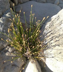 Eleocharis geniculata