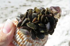 Brachidontes exustus