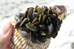 Brachidontes exustus