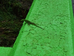 Anolis evermanni