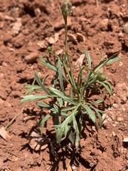 Thelesperma subnudum