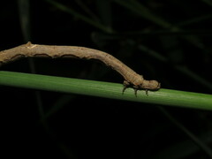 Prochoerodes lineola