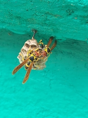 Polistes crinitus