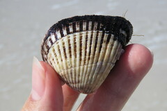 Noetia ponderosa