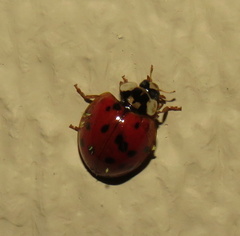 Hesperomyces harmoniae