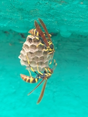 Polistes crinitus