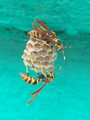Polistes crinitus