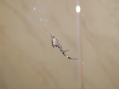 Zosis geniculata