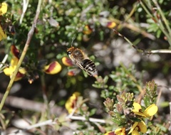 Trichocolletes