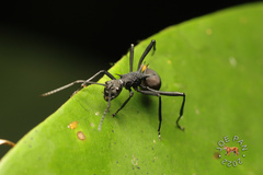 Polyrhachis armata
