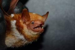 Scotomanes ornatus