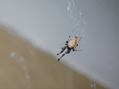 Zosis geniculata