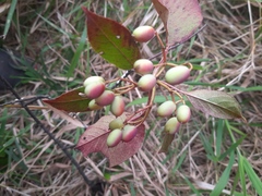 Viburnum prunifolium