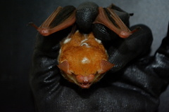 Scotomanes ornatus