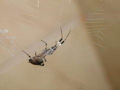 Zosis geniculata