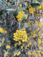 Berberis chilensis
