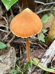 Entoloma quadratum