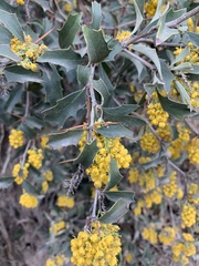 Berberis chilensis