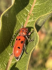 Tetraopes femoratus