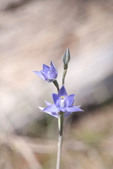 Thelymitra macrophylla