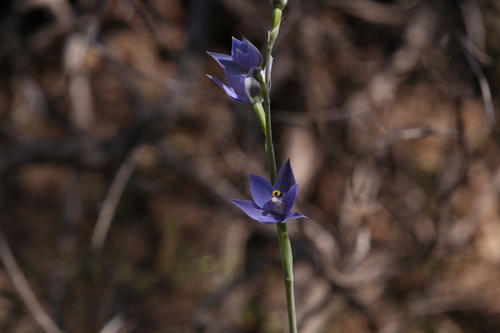 Image of Thelymitra macrophylla by (c) Hugo Innes, some rights reserved (CC BY)