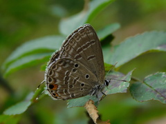 Luthrodes pandava