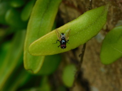 Hydrotaea
