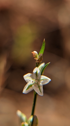 Image of Polygonum utahense by (c) Darrin Gobble, some rights reserved (CC BY)