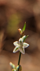 Polygonum utahense