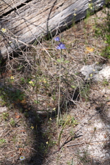 Thelymitra macrophylla