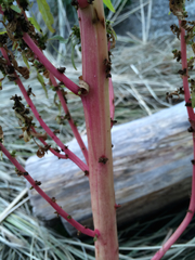 Amaranthus cannabinus